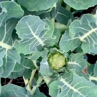 447564509_777754497674846_6926133896253936577_n