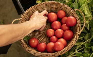 El Alamo Orgánico Tomates (7) chica